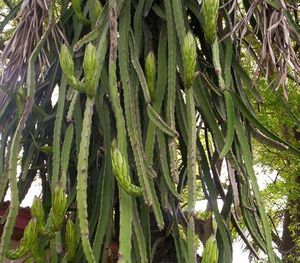 Hylocereus polyrhizus tiges TRAMIL.jpg