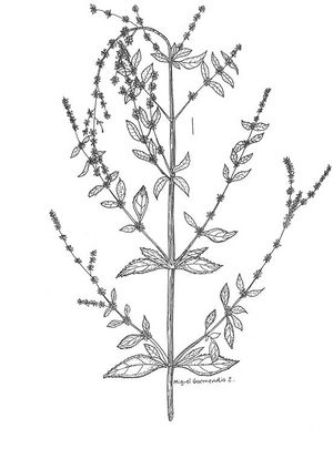 Hyptis verticillata dessin TRAMIL.jpg