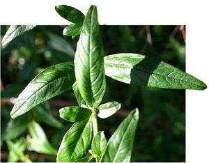 Hyptis verticillata feuilles TRAMIL.jpg