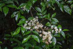 alt=Description de l'image Inga pezizifera feuilles fleurs Olivier Gaubert 4.jpg.