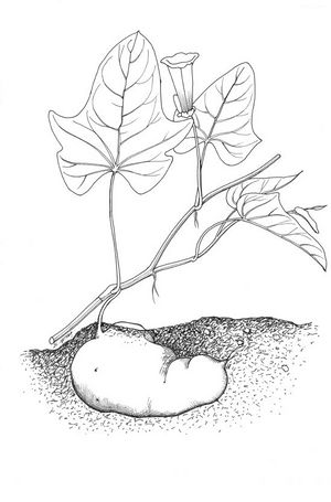 Ipomoea batatas dessin TRAMIL.jpg