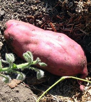 Ipomoea batatas tubercule TRAMIL.jpg