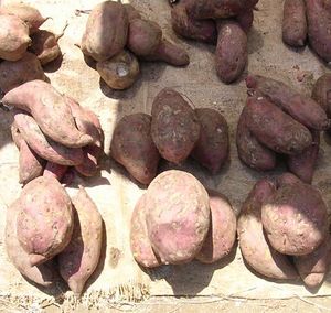 Ipomoea batatas tubercules TRAMIL.jpg