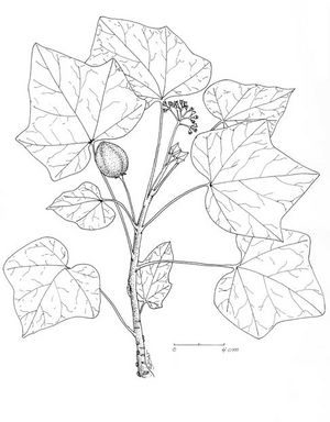 Jatropha curcas dessin TRAMIL.jpg