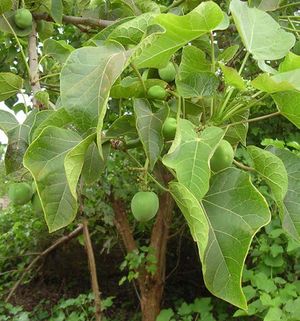 Jatropha curcas feuilles TRAMIL.jpg