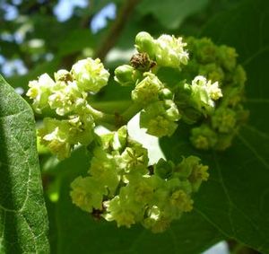 Jatropha curcas fleurs TRAMIL.jpg