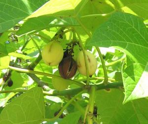 Jatropha curcas fruits 2 TRAMIL.jpg