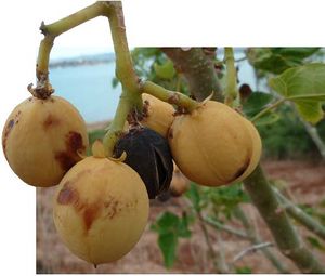 Jatropha curcas fruits TRAMIL.jpg