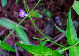 Justicia pectoralis fleur TRAMIL.jpg