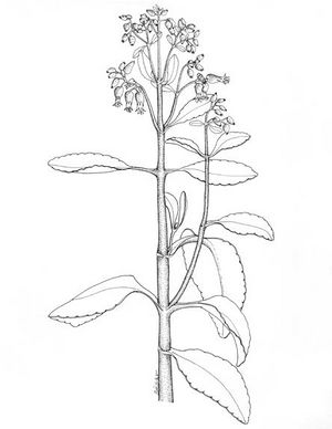 Kalanchoe pinnata dessin TRAMIL.jpg