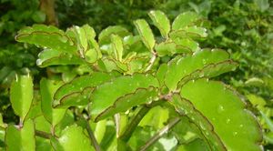 Kalanchoe pinnata feuilles TRAMIL.jpg