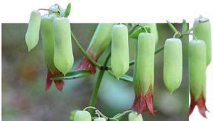 Kalanchoe pinnata fleurs TRAMIL.jpg