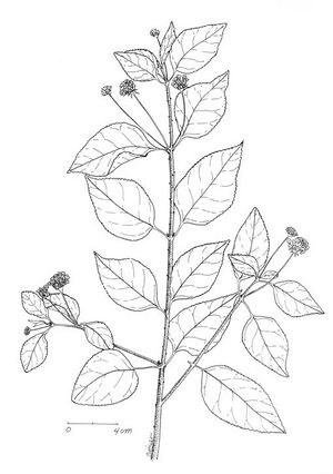 Lantana camara dessin TRAMIL.jpg