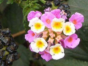 Lantana camara fleurs 2 TRAMIL.jpg