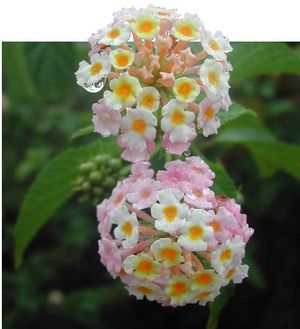 Lantana camara fleurs TRAMIL.jpg