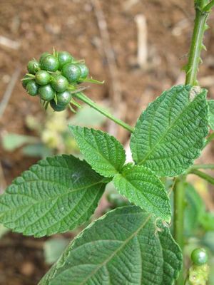 Lantana camara fruits 2 TRAMIL.jpg