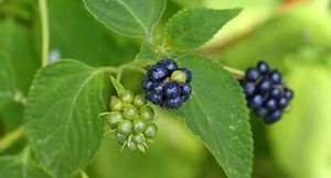 Lantana camara fruits TRAMIL.jpg