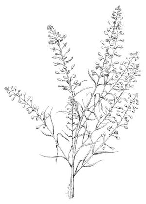 Lepidium virginicum dessin 2 TRAMIL.jpg