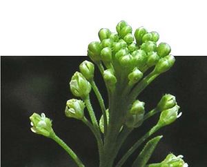 Lepidium virginicum fleurs TRAMIL.jpg