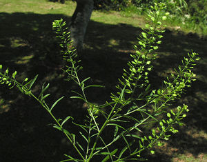 Lepidium virginicum inflorescence TRAMIL.jpg