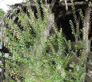 Lepidium virginicum inflorescences 2 TRAMIL.jpg