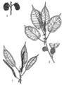 Thumbnail for version as of 09:55, 15 March 2015