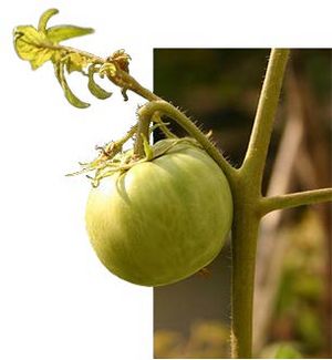 Lycopersicon esculentum fruit vert TRAMIL.jpg