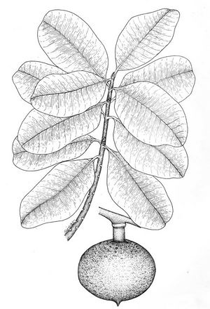 Mammea americana dessin TRAMIL.jpg