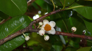 Mammea americana fleurs 2 TRAMIL.jpg