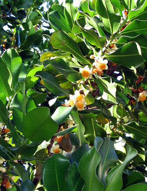 Mammea americana fleurs TRAMIL.jpg