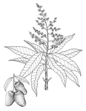 Mangifera indica dessin TRAMIL.jpg