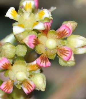 Mangifera indica fleurs TRAMIL.jpg