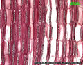 Thumbnail for version as of 10:06, 21 July 2015