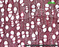 Thumbnail for version as of 10:06, 21 July 2015