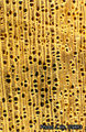 Thumbnail for version as of 10:06, 21 July 2015