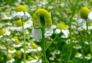 Matricaria recutita fleurs 2 TRAMIL.jpg