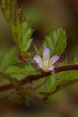 alt=Description de l'image Melochia-melissifolia5 Olivier Gaubert.jpg.