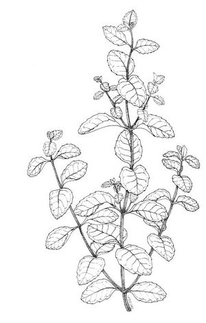 Mentha dessin TRAMIL.jpg