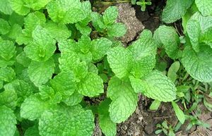 Mentha feuilles TRAMIL.jpg