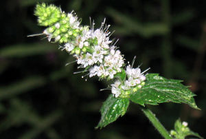 Mentha inflorescence TRAMIL.jpg