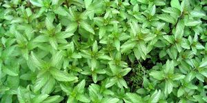 Mentha plantes 2 TRAMIL.jpg