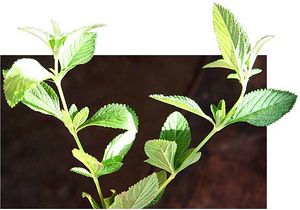 Mentha tiges TRAMIL.jpg