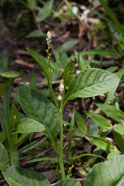 alt=Description de l'image Microtea debilis plante Olivier Gaubert 2.jpg.