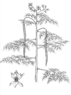 Moringa oleifera dessin TRAMIL.jpg