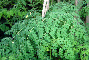 Moringa oleifera feuilles TRAMIL.jpg