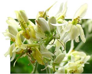 Moringa oleifera fleurs TRAMIL.jpg