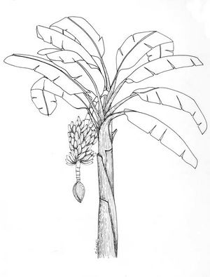 Musa paradisiaca dessin TRAMIL.jpg