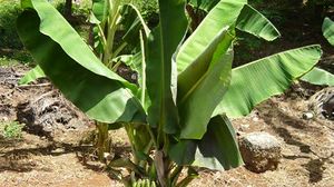 Musa paradisiaca feuilles TRAMIL.jpg