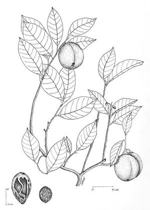 Myristica fragrans dessin TRAMIL.jpg