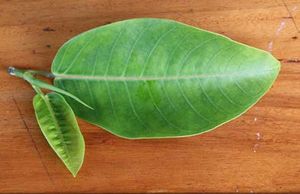 Myristica fragrans feuille TRAMIL.jpg